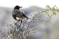 Lamprotornis bicolor